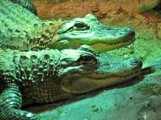 The Reptile & Amphibian Discovery Zoo